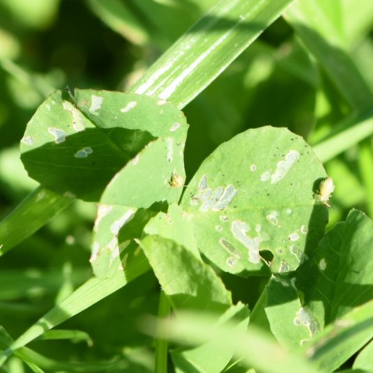 Two lucerne fleas feeding on damaged crop leaves