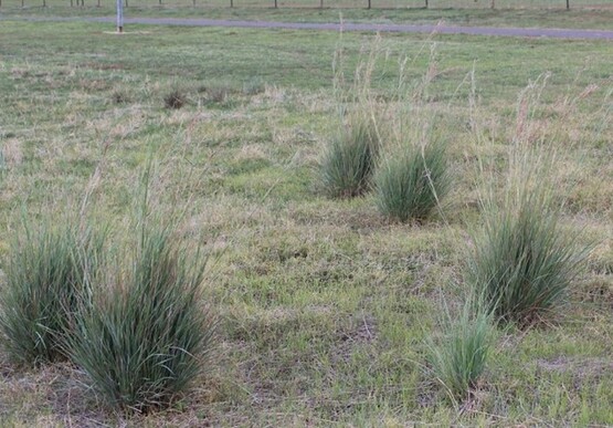 Coolatai grass