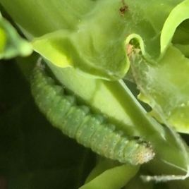 Diamondback moth larva (photo: M. Ehsangar)