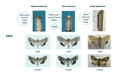 Corn earworm compared to native budworm and lesser budworm (photo: I SPY manual)