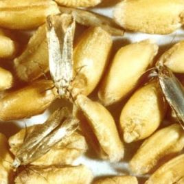 Grain moths (photo: N. Cunningham)