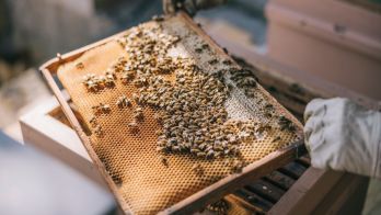 Varroa mite found in managed beehive in South Australia – next steps for beekeepers
