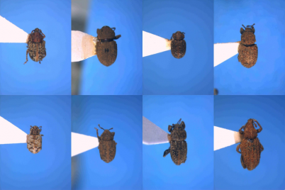 A comparison of adult weevil variation