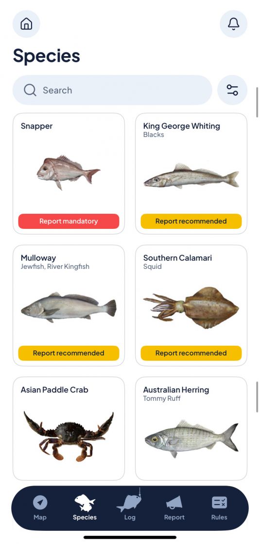 A screenshot of the SA Fishing app's Species page, where people can search for fish to check statuses and report recommendations. The pre-search results show Snapper, King George Whiting, Mulloway, Southern Calamari, Asian Paddle Crab, and Australian Herring
