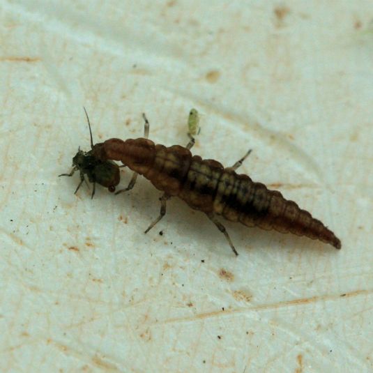 Brown lacewing larvae feeds on aphid