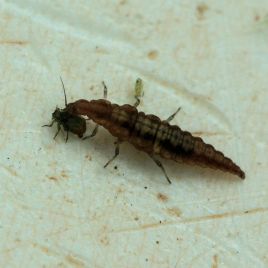 Brown lacewing larvae feeds on aphid (photo by A. Hancock)
