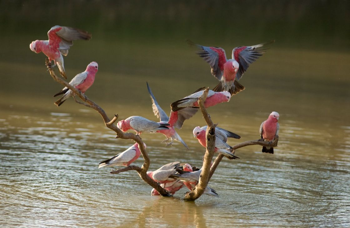 Gallahs on tree branch