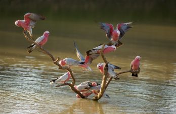 Eagle-eyed birders flock to help South Australia’s bird flu response
