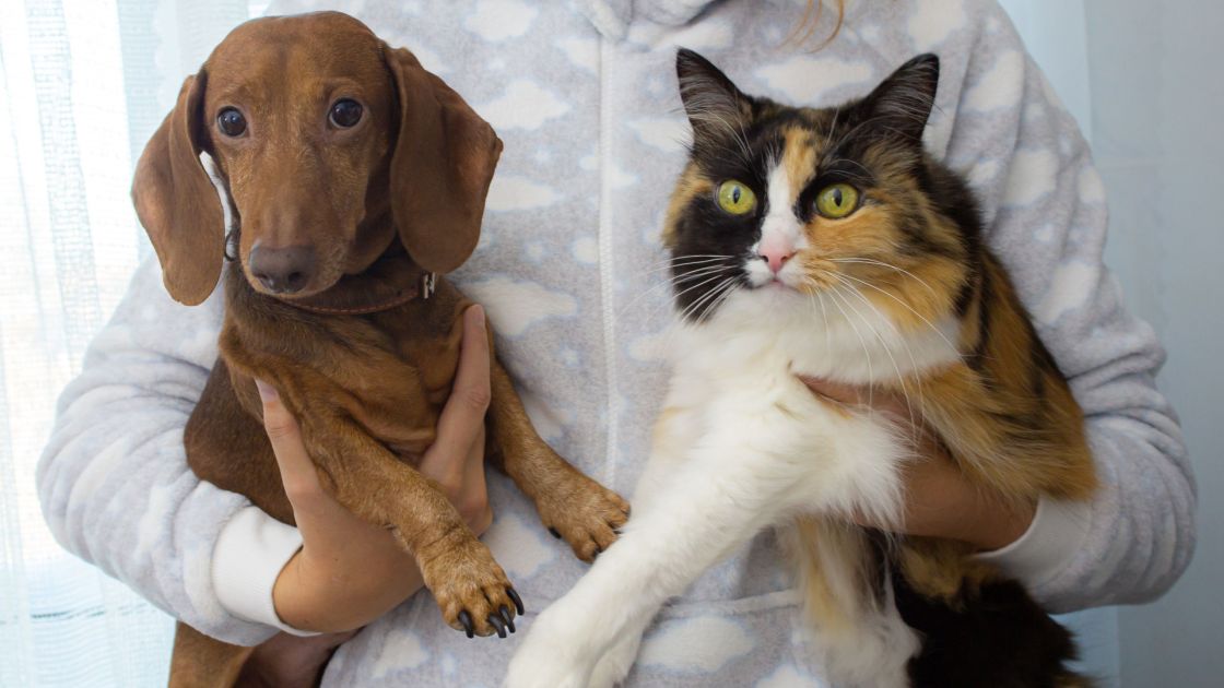 A person holding a brown dog (dachshund) and tri-colour (black, white, orange) cat, one under each arm.