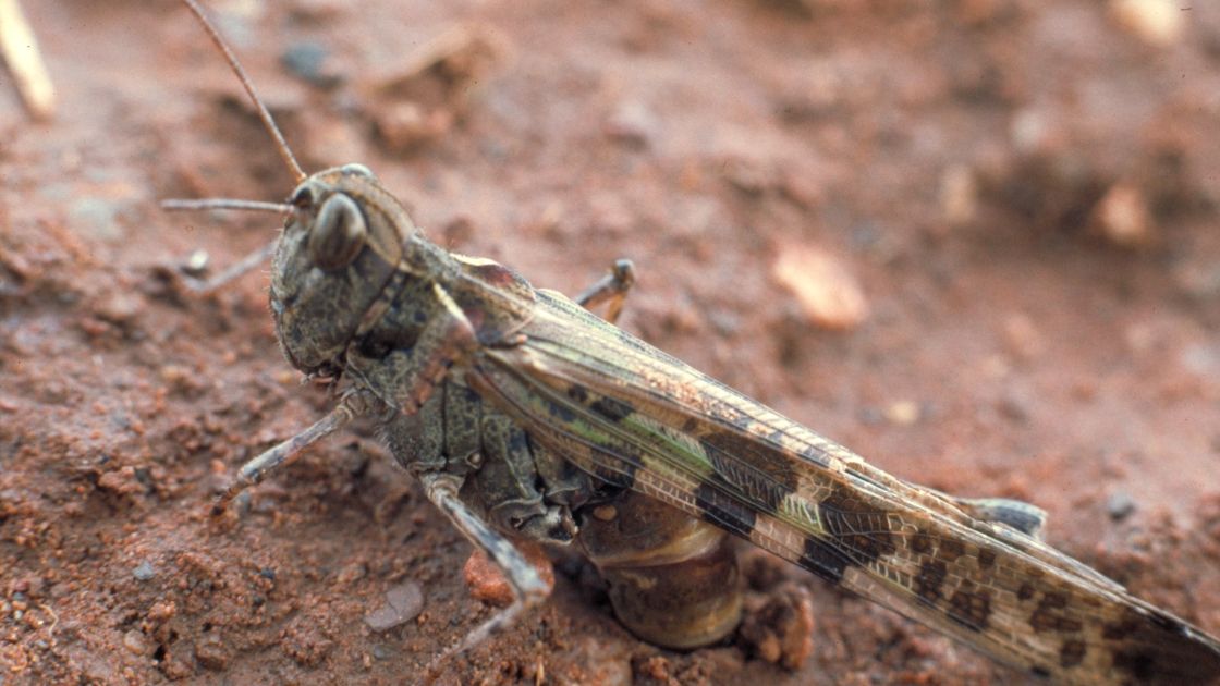 locust on dirt