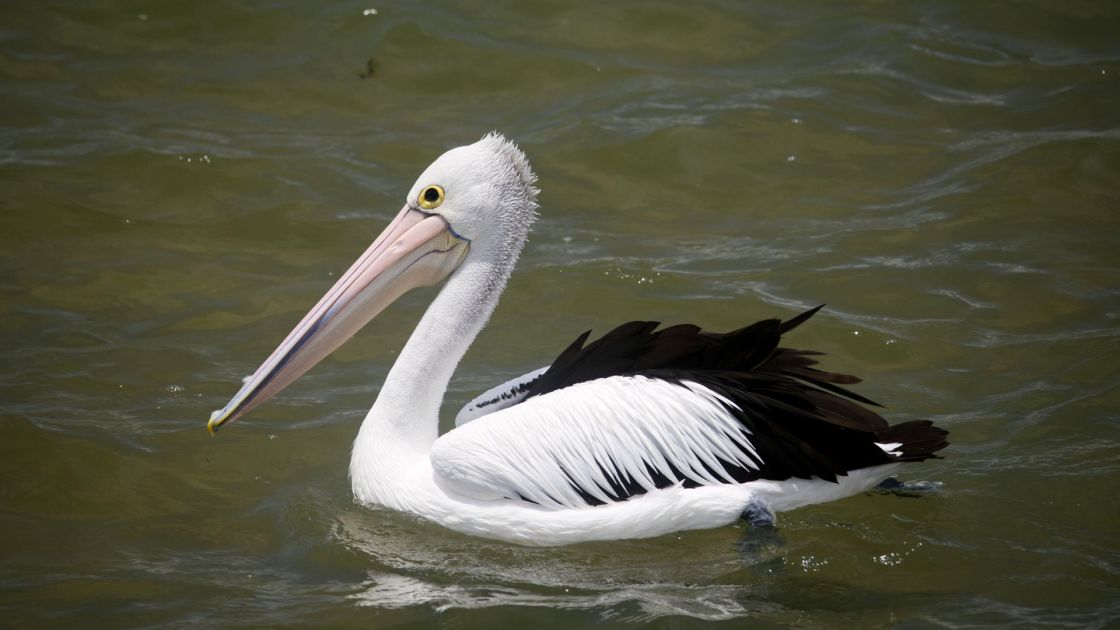 pelican in water