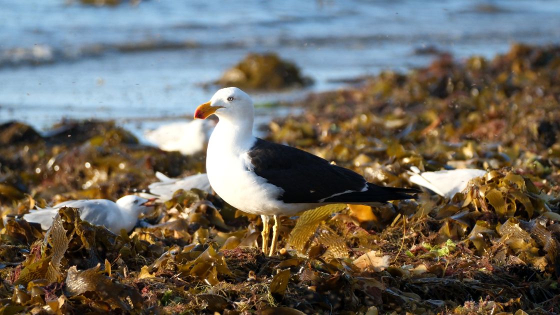 Pacific gull standing on seaweed