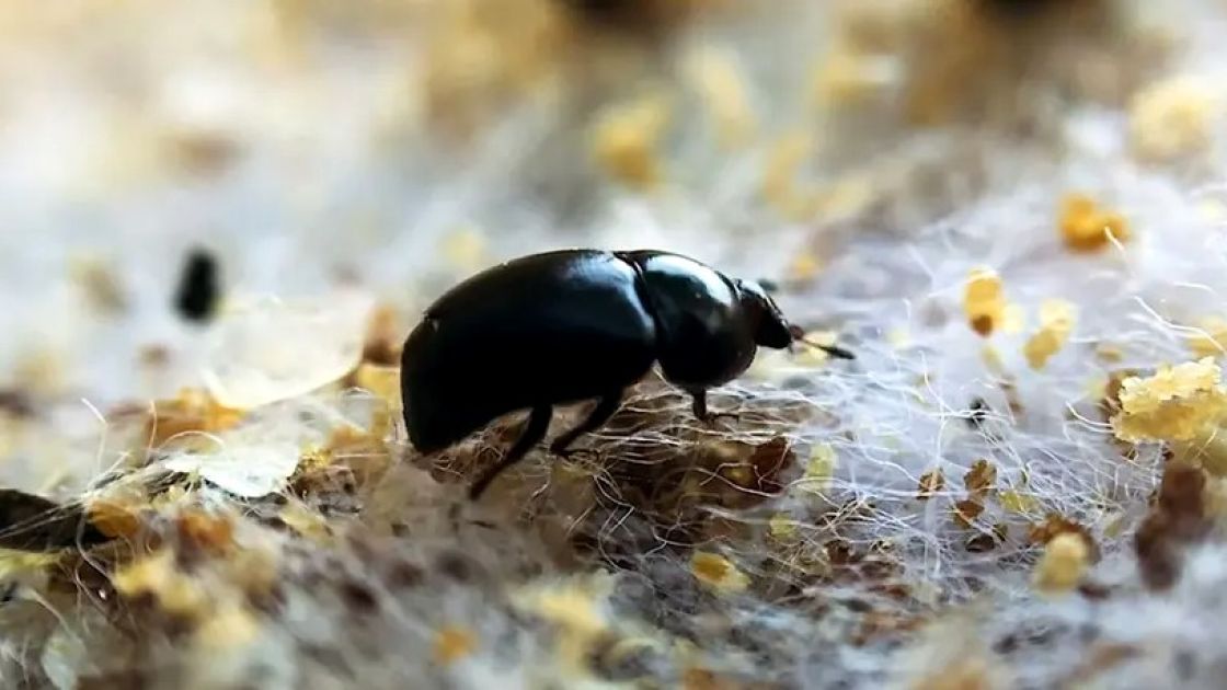 beatle