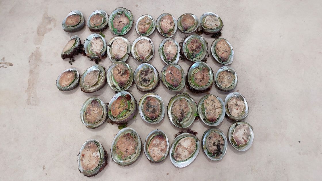Greenlip abalone