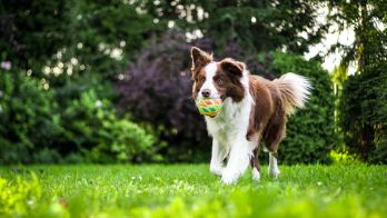 Bird flu forum for pet owners as state response continues
