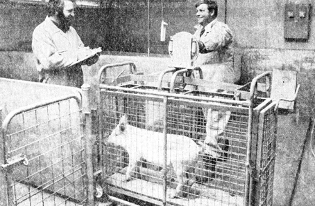 This photo was taken in one of the new Isolation units. Dr C Cargill and Paul Heap weigh pigs during a veterinary trial.