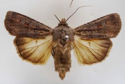 Female moth