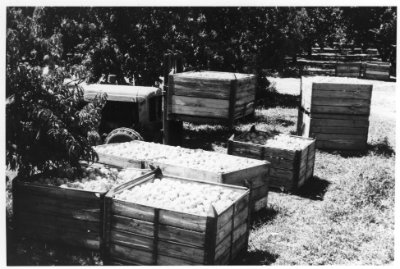 Harvested peaches ready for loading and transport to the cannery