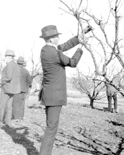 Mr George Quinn conducting a pruning demonstration for orchardists in 1918