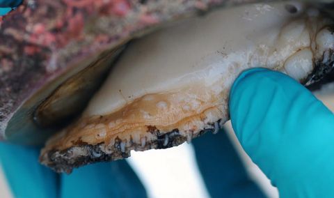 Abalone infected with Perkinsus. Source: South Australian Research and Development Institute PIRSA.