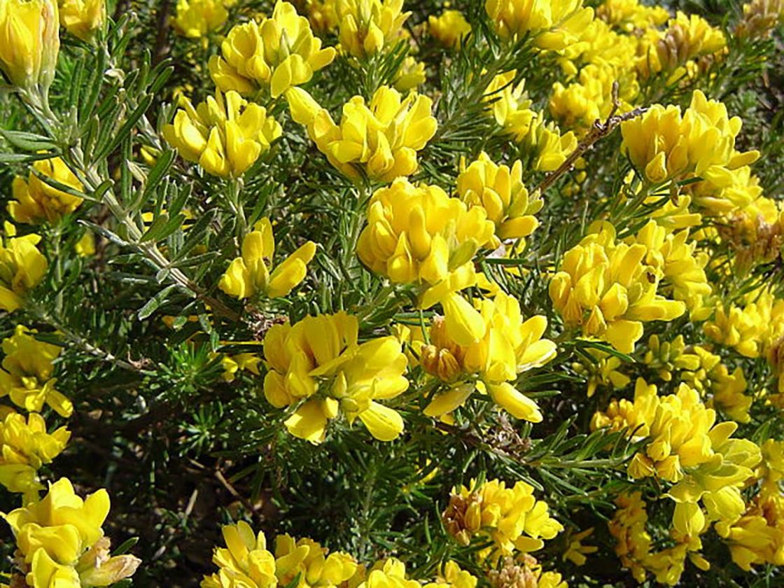 flaxleaf_broom_1_-_640px-Teline_linifolia_2.jpg