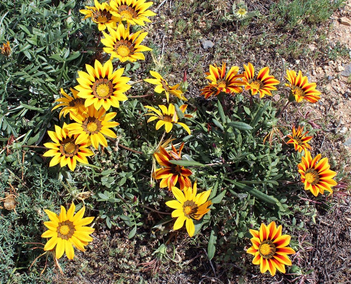 gazania_3_-_Gazania.jpg
