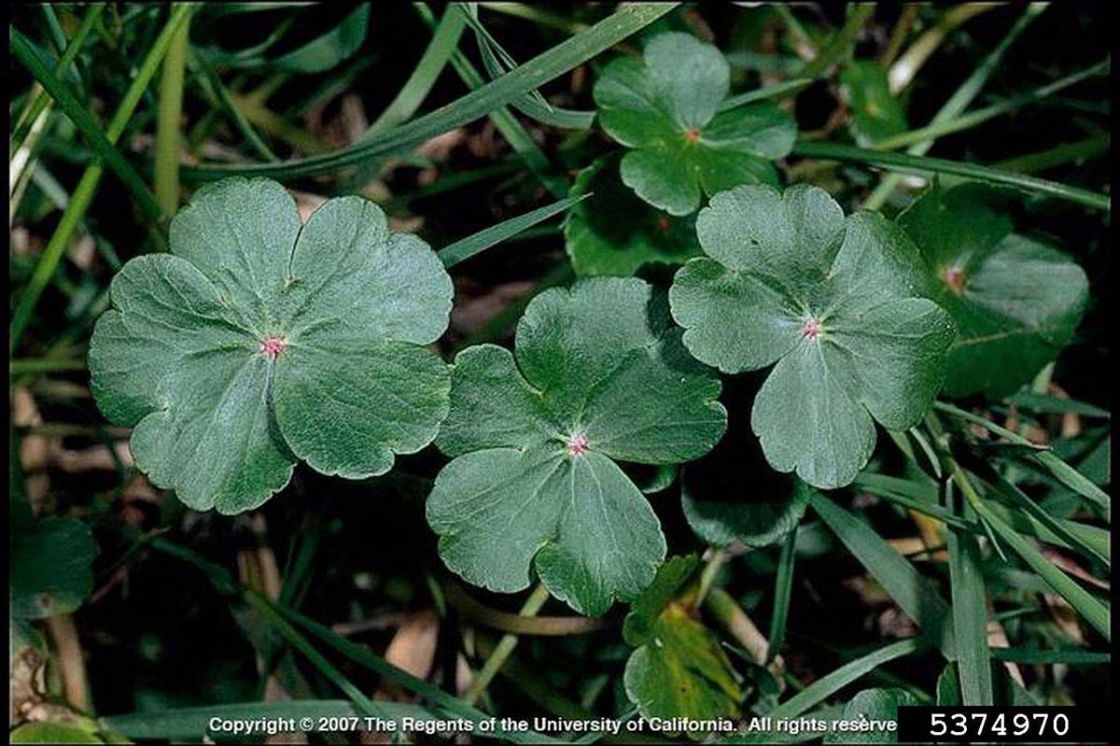 hydrocotyle_2_-_hydrocotyle_leaves.jpg