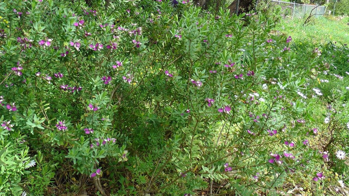 polygala_3_-_polygala_JVirtue.jpg