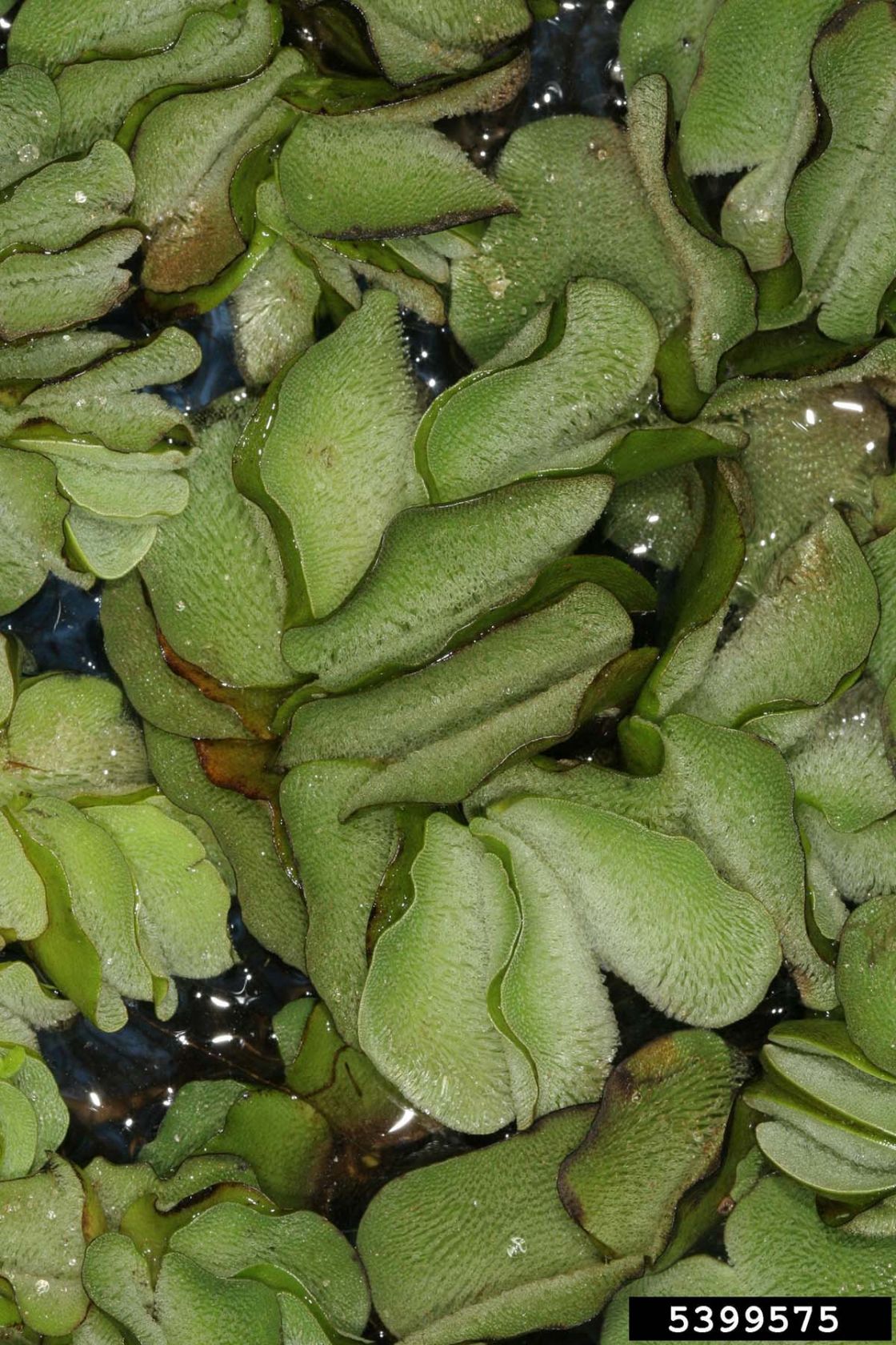 salvinia_2_-_5399575.jpg
