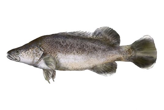 Murray Cod