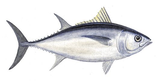 Southern Bluefin Tuna