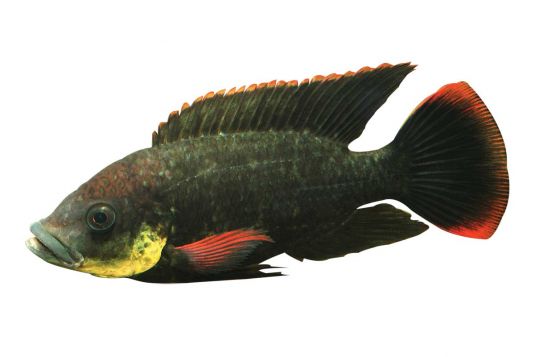 Cichlid species