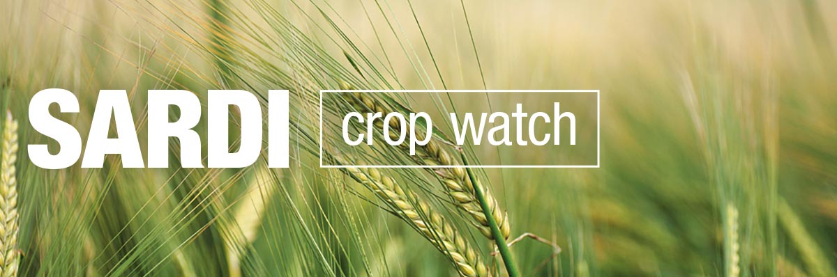 SARDI Crop Watch
