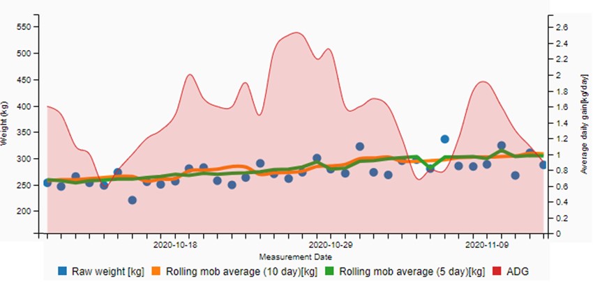 Optiweigh dashboard showing average weight, rolling average and average daily gain of heifers 