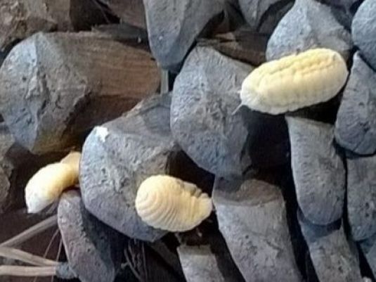 Adult giant pine scale.