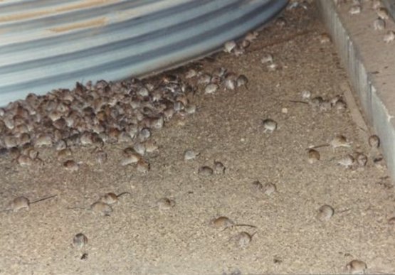 Hundreds of mice on a barn floor