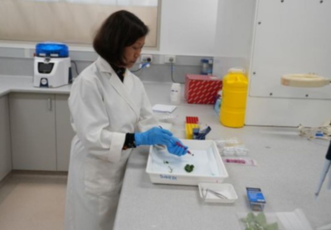 SA’s lab testing facility ready in the fight against Tomato brown rugose fruit virus (ToBRFV)