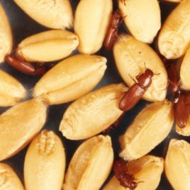 Rust red grain beetle or flour beetle (photo: N. Cunningham)