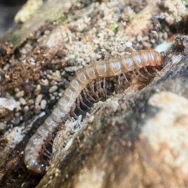 Native millipede (Photo by R. Hamdorf)
