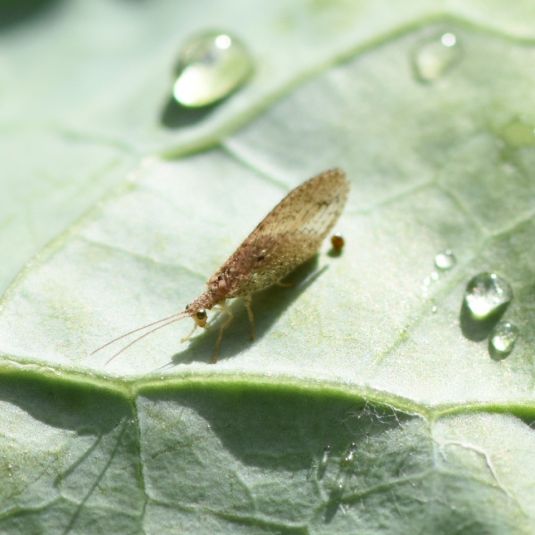 Adult brown lacewing 