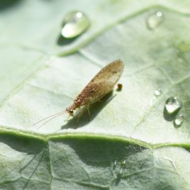 Brown lacewing adult (photo by R. Hamdorf)