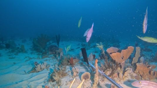 Sponge reef in the Great Australian Bight