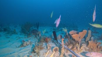 Great Australian Bight Marine Biodiversity Expedition 2026
