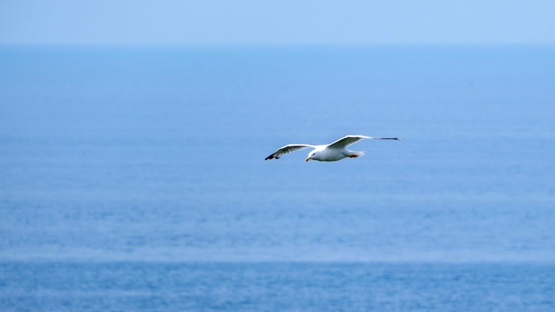 seagull flying over ocean