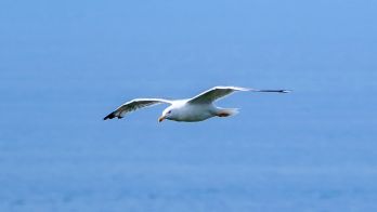Suspected bird flu detection at Robe