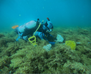diving alongside seagrass