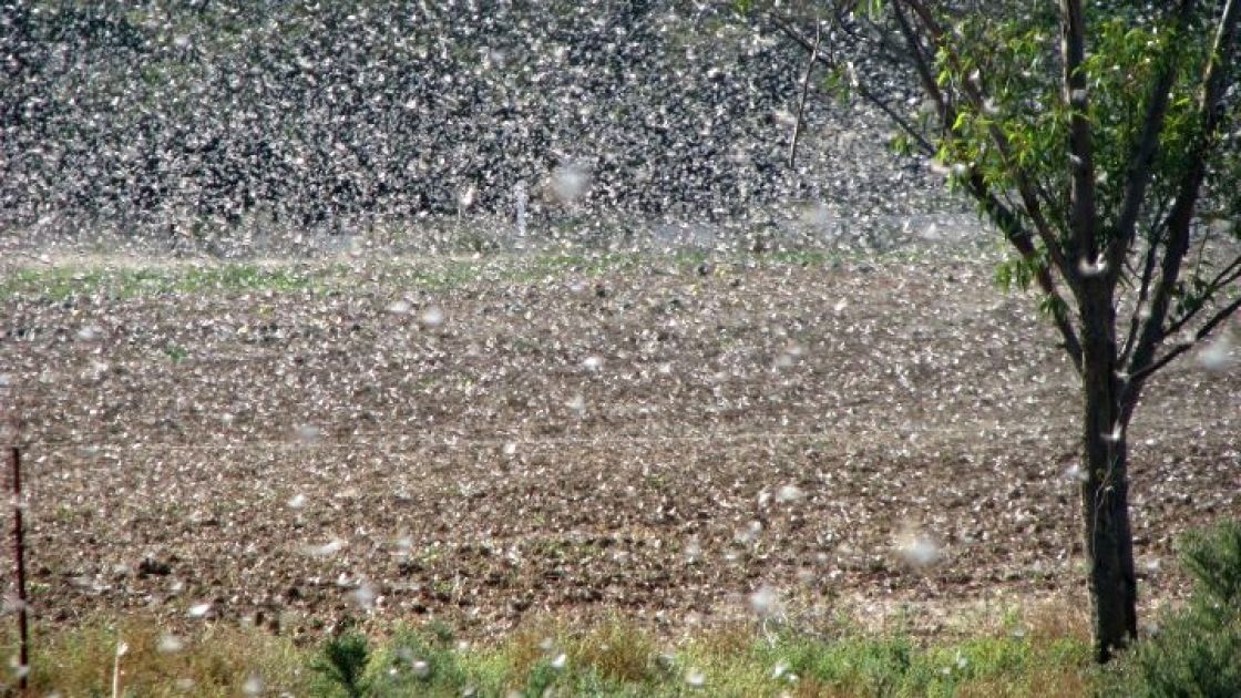 locust flying over farmland