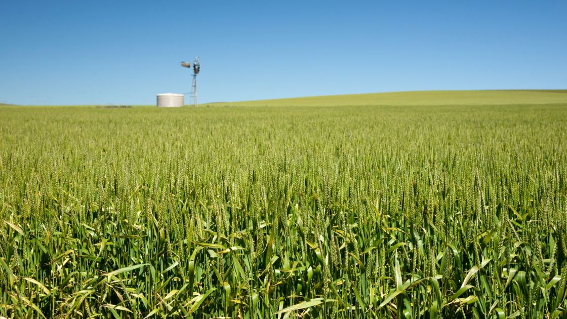 corn growing in field