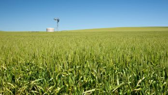 Phenomenal crop forecast continues to grow