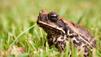 Don't let cane toads hitch a ride into SA